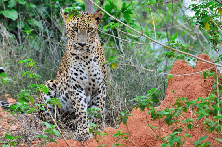 Jong vrouwtje Sri Lankaanse panter zittend op heuveltje