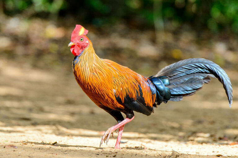 Cock of Sri Lankan Junglefowl