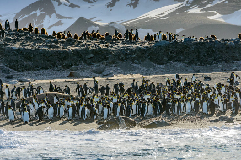 Pinguïns en zeeolifanten op kust gezien vanuit het water