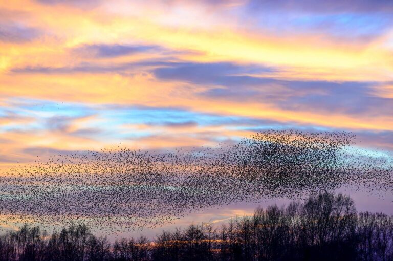 Starlings at their roost at sunset