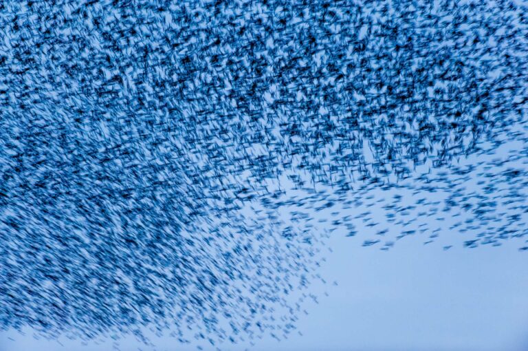 Dance of the starlings