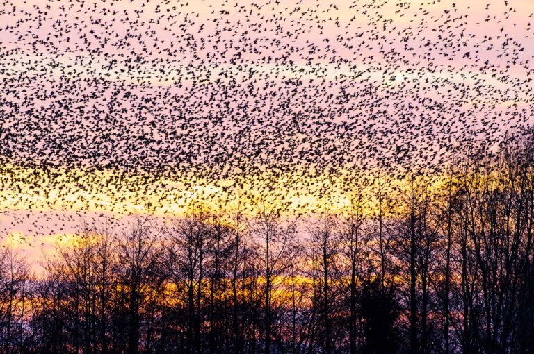 Flock of starlings above trees