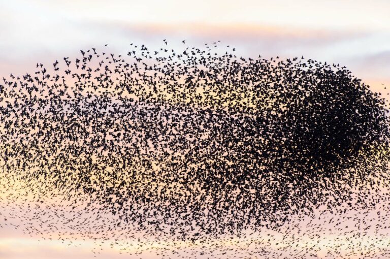 Starling murmuration