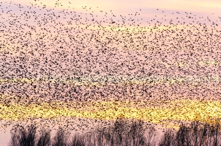 Large group of starlings at sunset