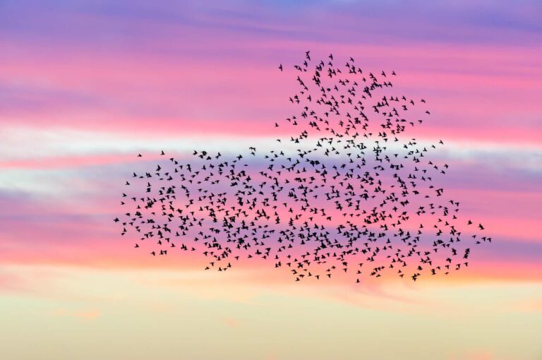 Group of starlings flying at sunset