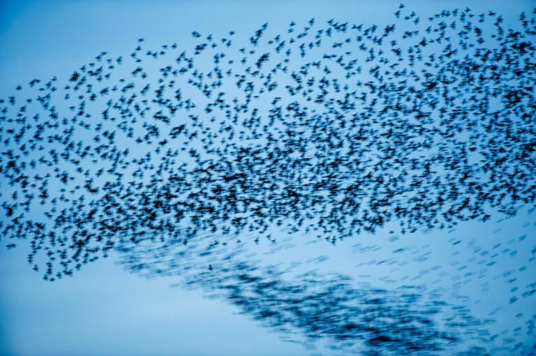 Starling murmuration, group of starlings