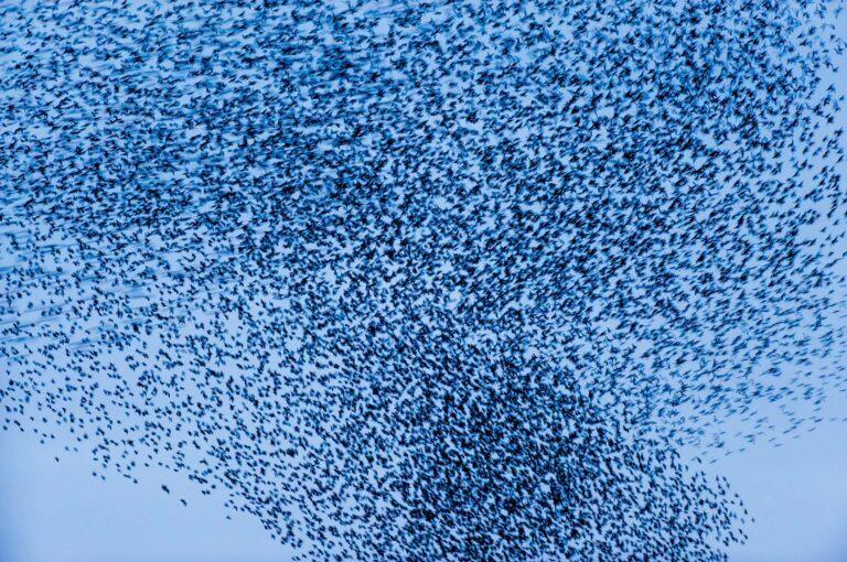 Starling murmuration, dancing starlings