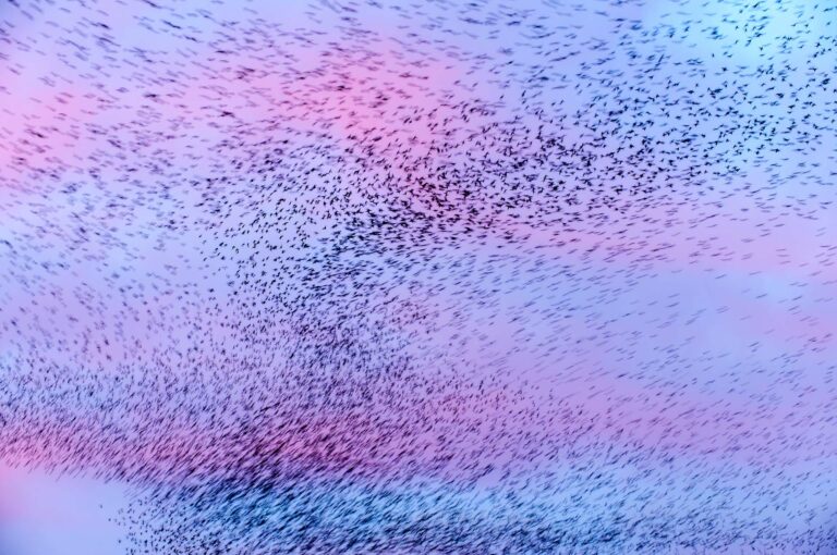 Starling murmuration