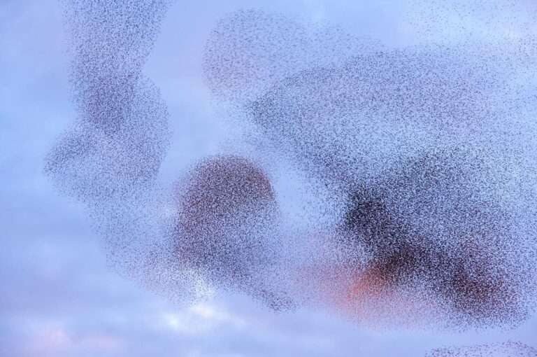 Starling murmuration at sunset