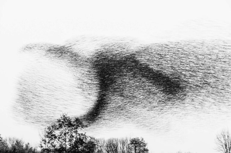 Starling murmuration