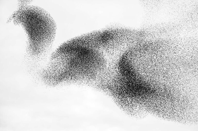 Starling murmuration looking like a turkey.