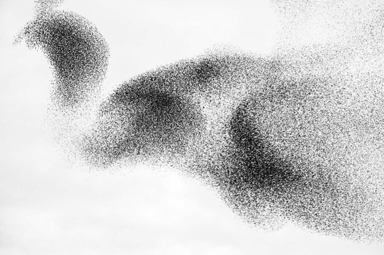 Starling murmuration looking like a turkey.