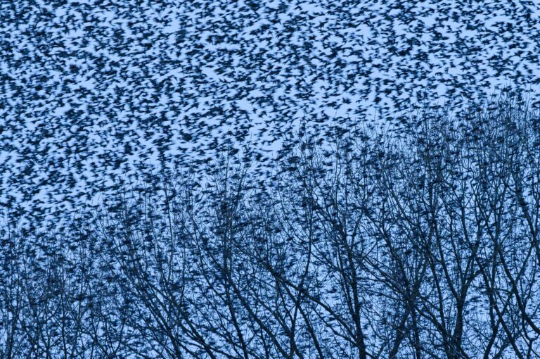 Group of starlings flying above the trees