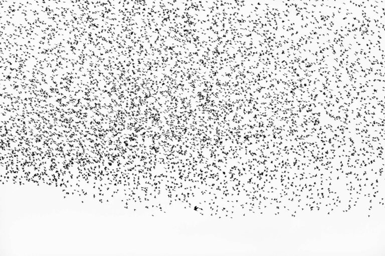 Starlings and sparrowhawk