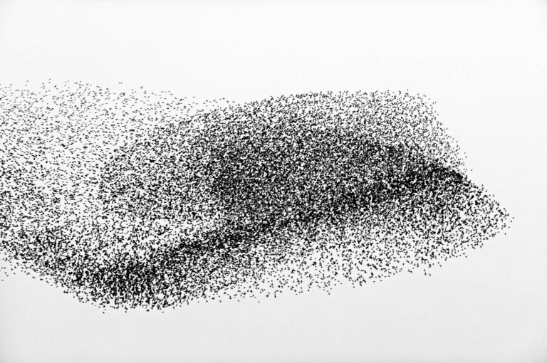 Starlings murmuration
