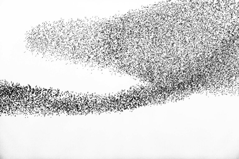 Starling murmuration