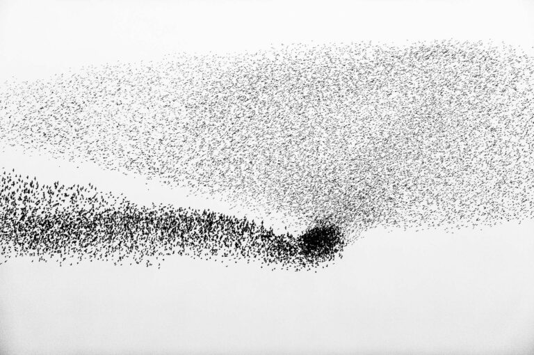Starling murmuration