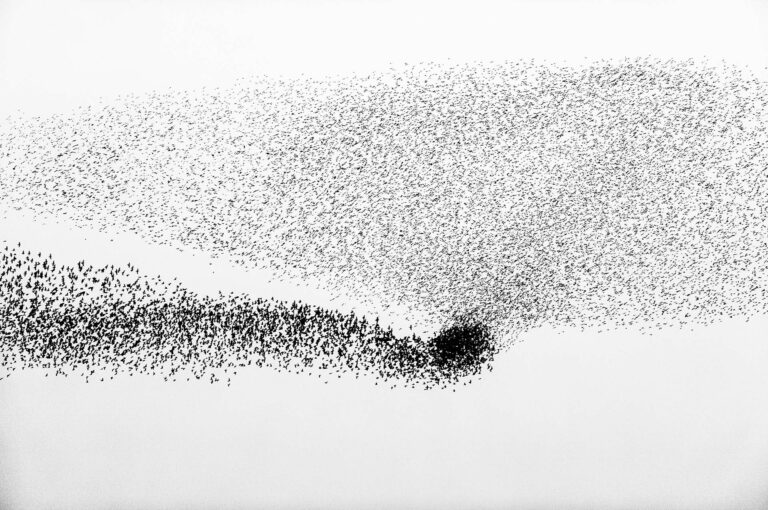 Starling murmuration