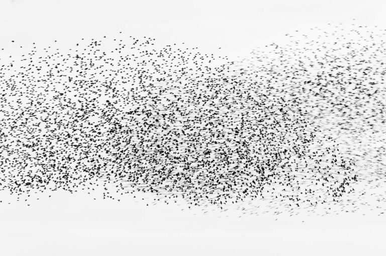 Starling murmuration