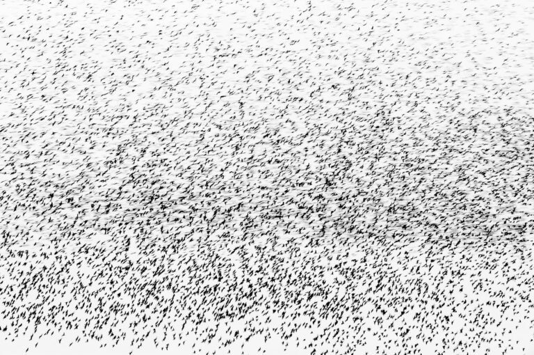 Starling murmuration