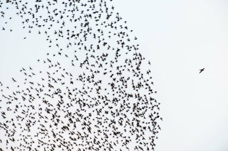 Starlings and peregrine falcon
