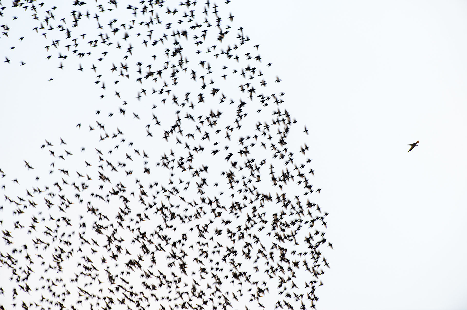 A group of common starlings and a peregrine falcon