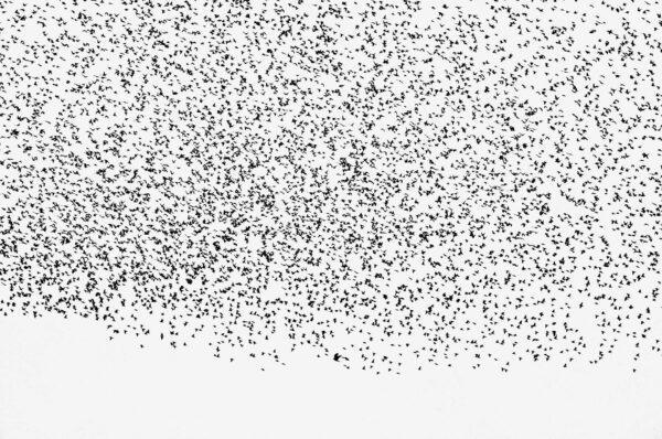 Starling murmuration with sparrowhawk almost in it, in black and white.