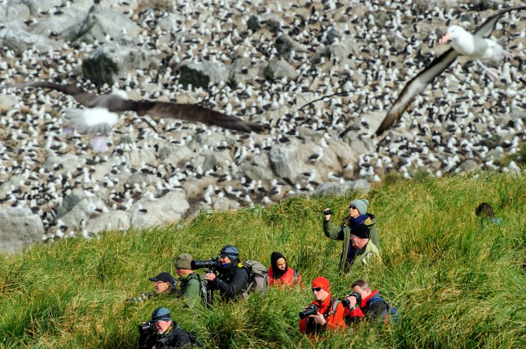 Steeple Jason on the Falkland Islands with black browed albatross