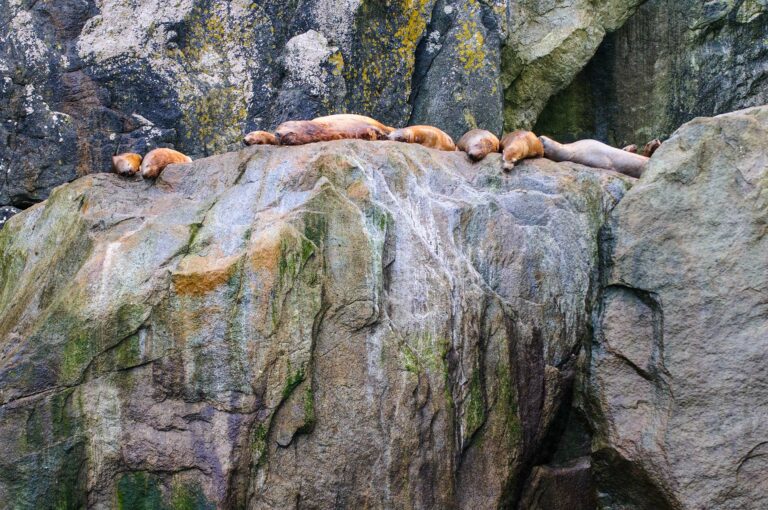 Zeeleeuwen rustend op rotsen.