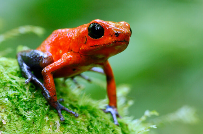 A strawberry poison dart frog close up