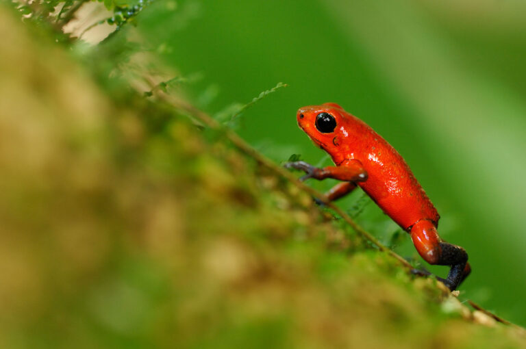 A strawberry poison dart frog on its way up a tree