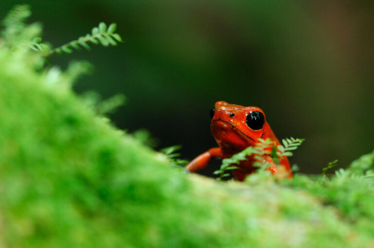 A strawberry poison dart frog close up