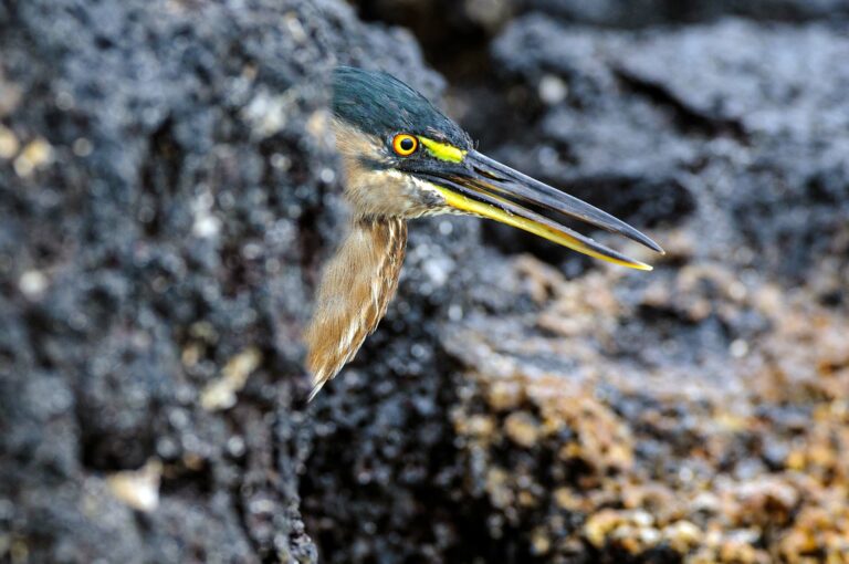 Striated heron