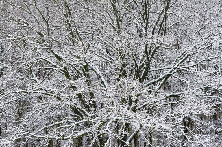 Snow covered tree