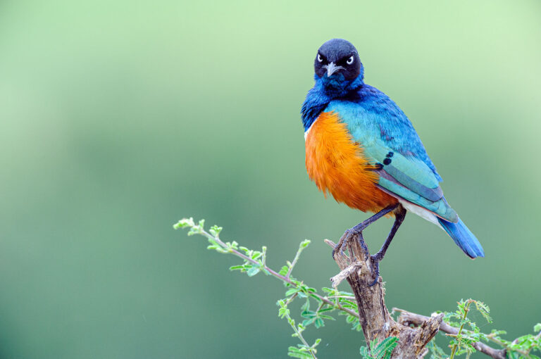 Portrait of a superb starling, looking like an angry bird