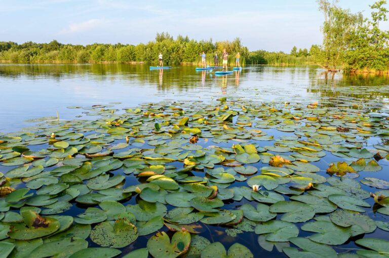 Supping in nature reserve with waterlilies