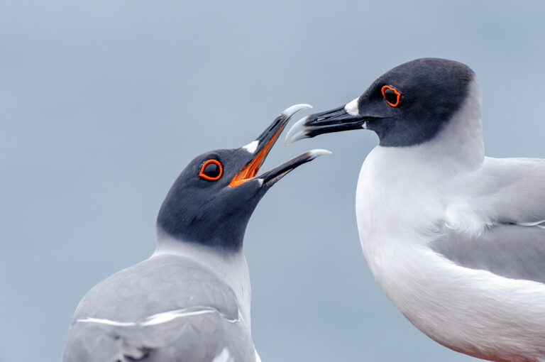 Two swallow-tailed gulls, a pair, displaying.