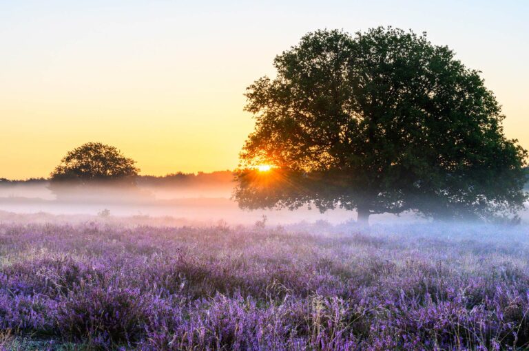 Zonsopkomst op een heide met twee eiken