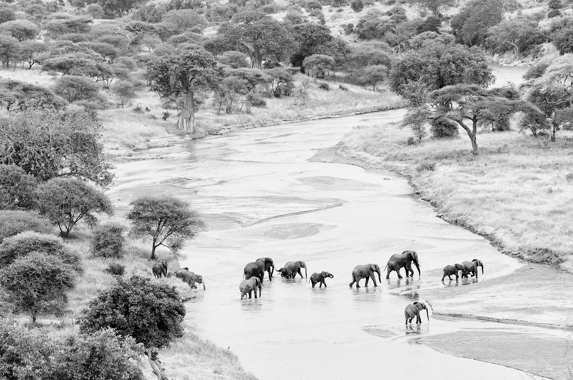 Olifanten steken de Tarangire rivier over.