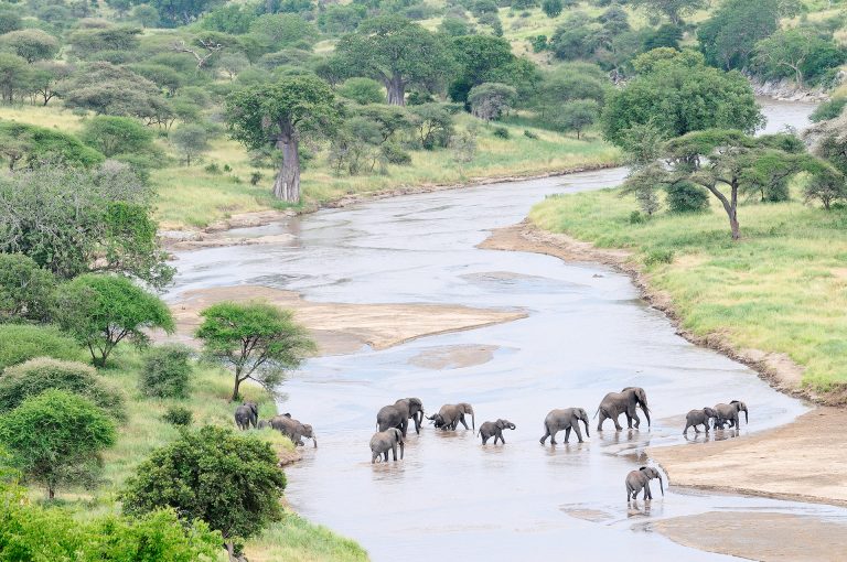 Elephants (Loxodonta africana) cross the Tarangire River in Tanzania
