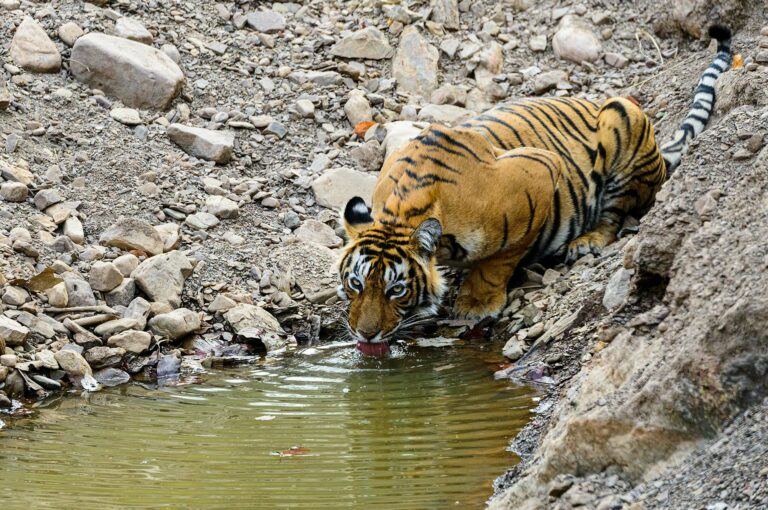 Drinking tiger.