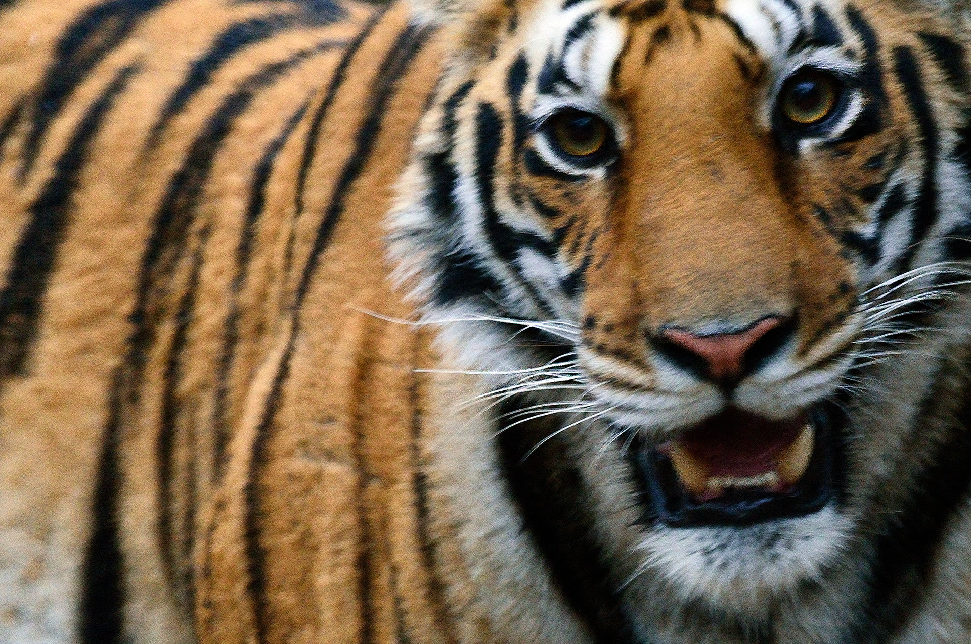 Close up a young tiger