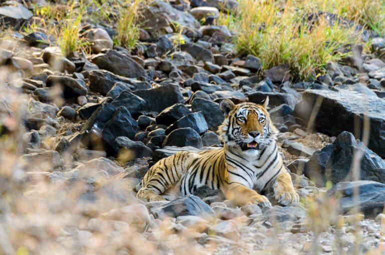 Tiger, a young male resting.