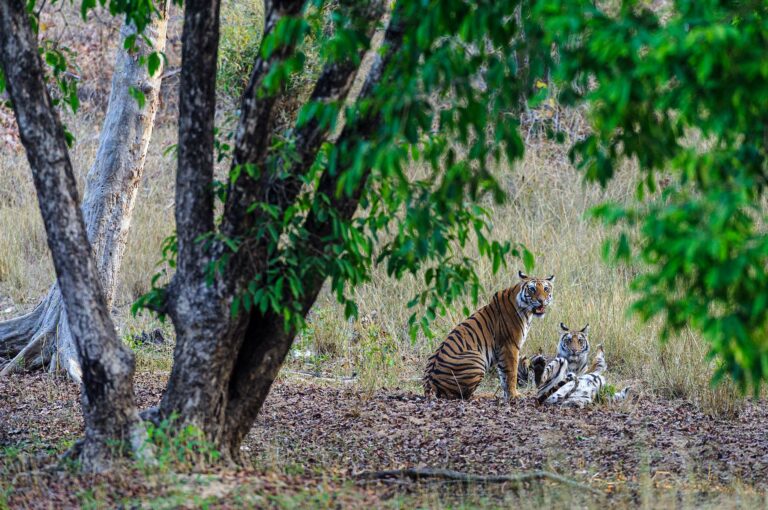 Adult female tiger and her three cubs, one of them almost invisible.