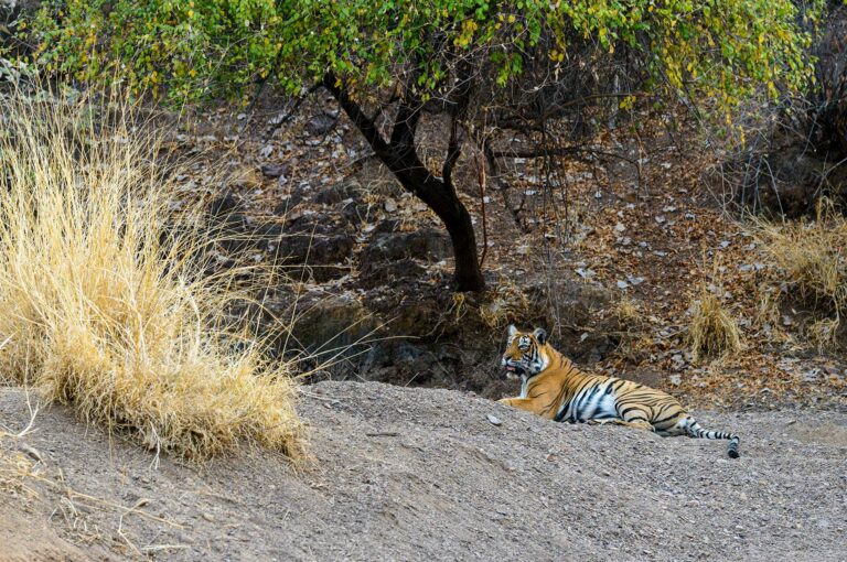 Tiger in landscape.