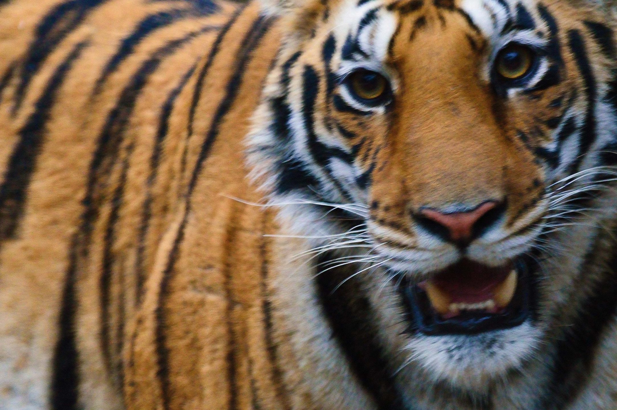 Tijger in Kanha National Park in India