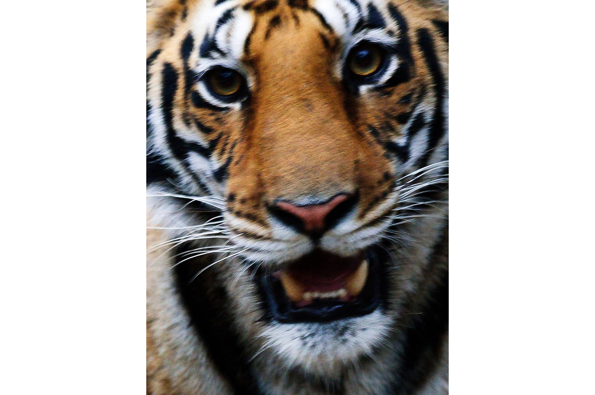 Tijger portret Bandhavgarh Portret van een tijger