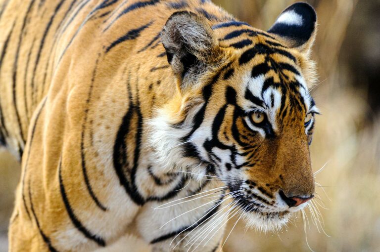 Portret van een tijger, langs lopend.