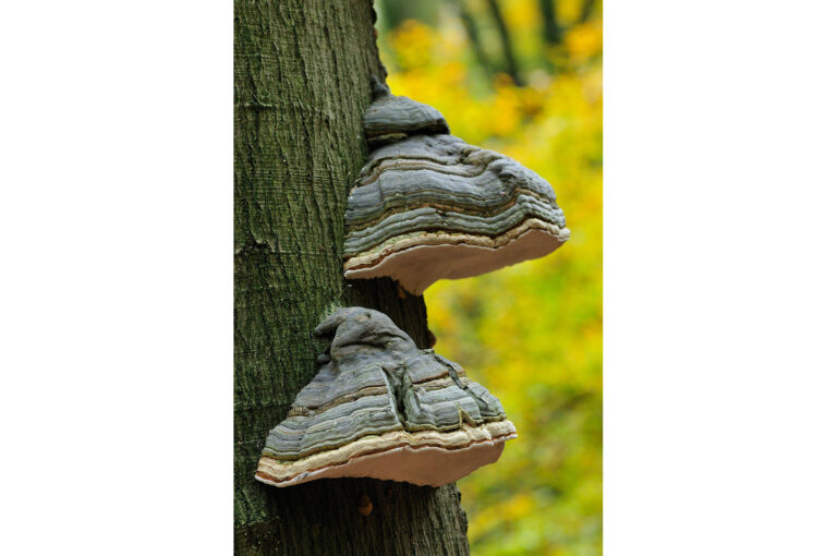 Two tinder funghi on a tree