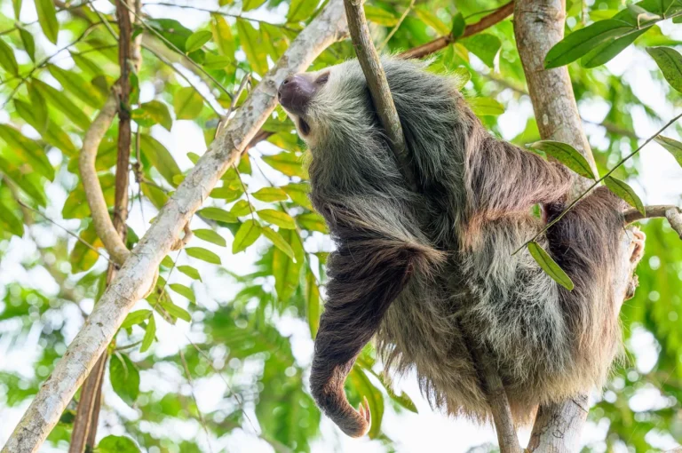Two-toed sloth